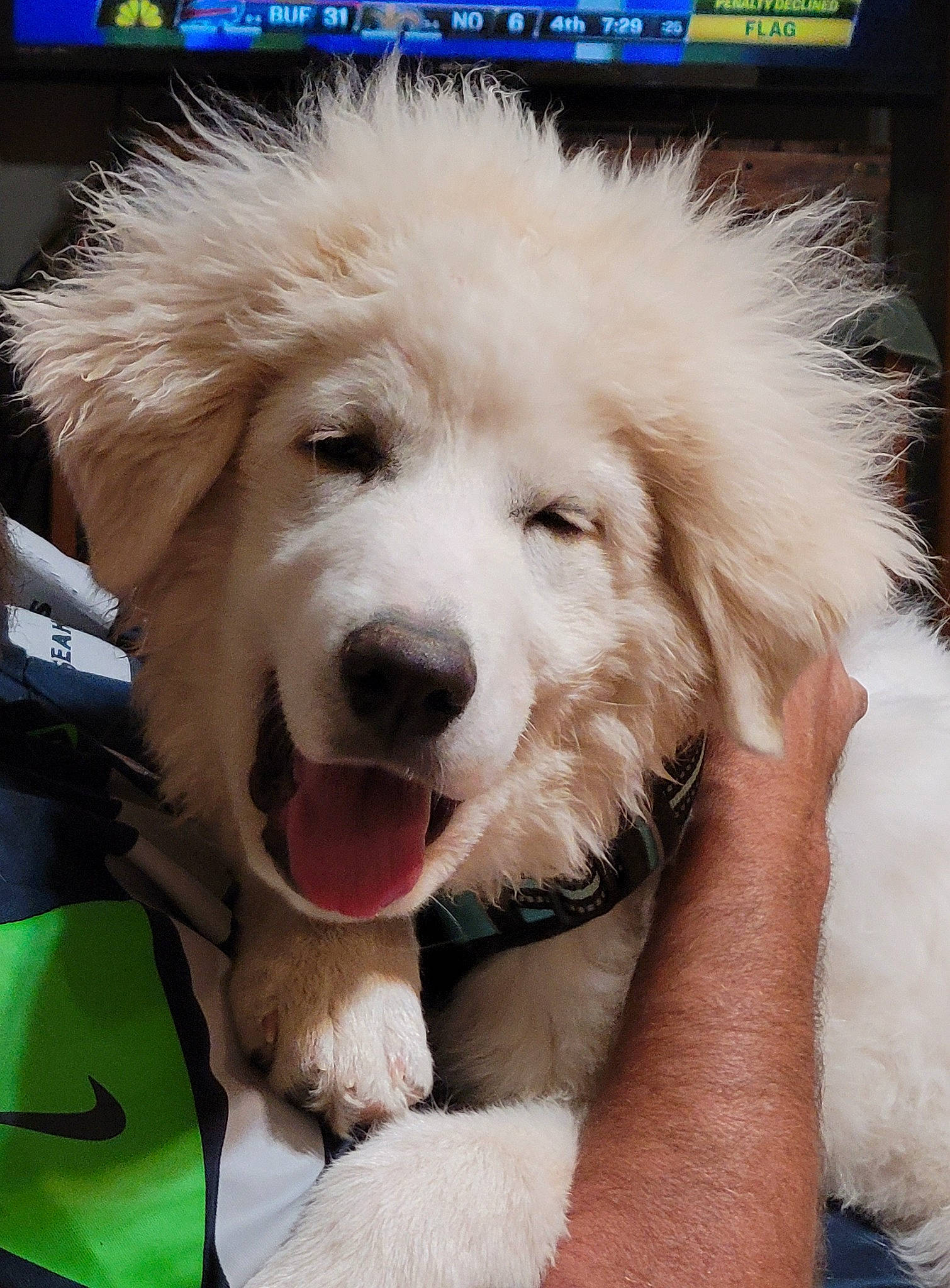 Little Louie is registered to the contest to win money with this photo: blue, canidae, carnivore, collar, companion_dog, dog, dog_breed, dog_collar, fashion_accessory, fur, happy, non_sporting_group, paw, puppy, smile, snout, sporting_group, whiskers, working_animal, working_dog