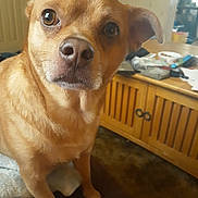 Rex is registered to the contest to win money with this photo: dog, brown_dog, pet, indoor, wooden_table, curious, closeup, canine, animal, furniture, living_room, floor, ears, eyes, nose, table, clutter, domestic_animal, looking, sitting