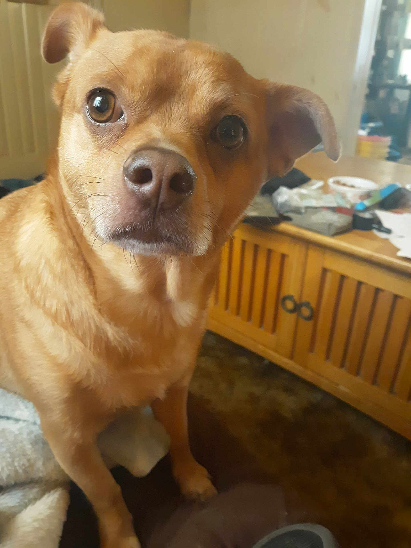 Rex