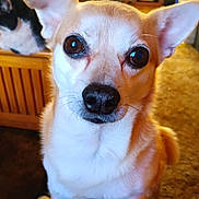 Taz joined the competition — help win amazing prizes! animal, background, brown_fur, canine, carpet, close_up, companion, curious, cute, dog, domestic, ears, eyes, furniture, indoor, nose, pet, small_dog, white_fur, wooden