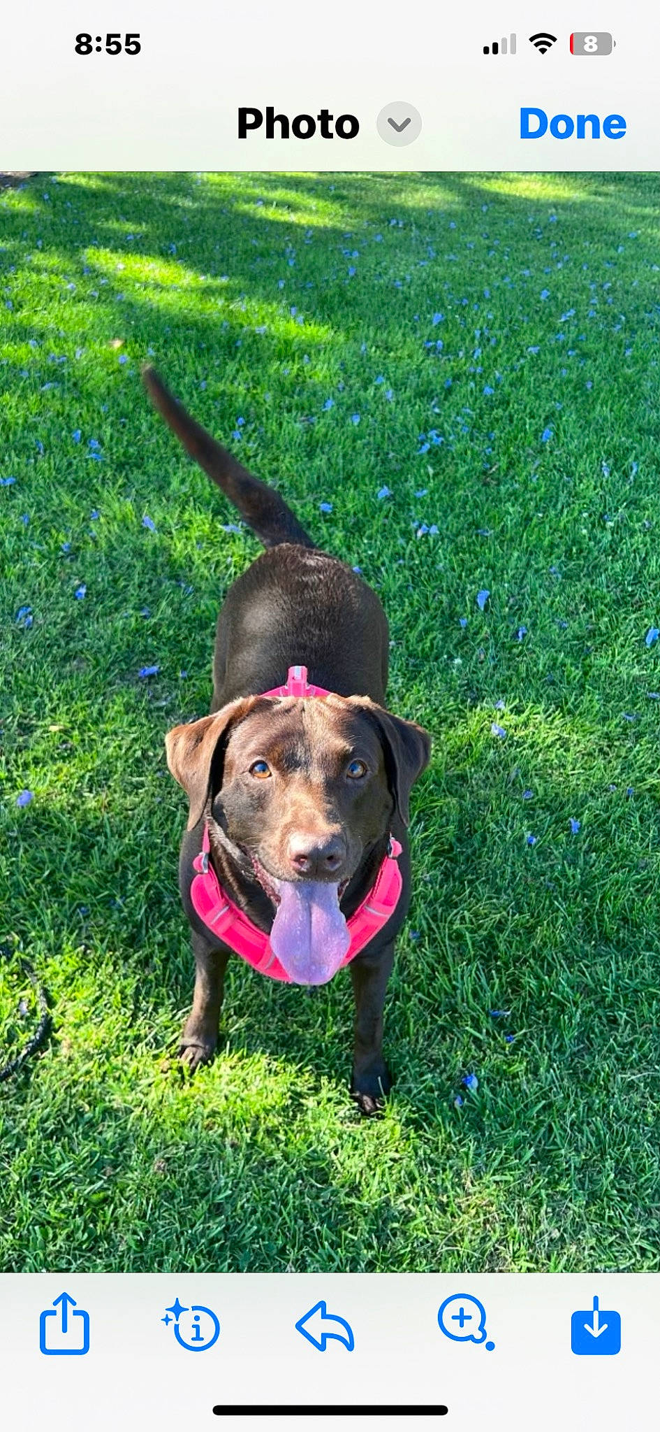 Moira Rose joined the competition — help win amazing prizes! canidae, carnivore, collar, companion_dog, dog, dog_breed, dog_collar, fashion_accessory, fawn, grass, grassland, groundcover, lawn, leash, liver, pet_supply, plant, sporting_group, tail, working_animal