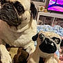 Bella joined the competition — help win amazing prizes! pug, dog, stuffed_toy, plush, indoor, blanket, television, animal, pet, cozy, close_up, face, cute, fur, paw, home, soft_toy, hand, resting, living_room