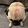 dog, pug, pet, indoor, floor, couch, furniture, kiss_mark, lipstick, head, fur, cute, animal, shy, closeup, sitting, home, wooden_floor, black_nose, ears