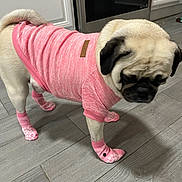 Bella joined the competition — help win amazing prizes! dog, pug, pink_sweater, pink_socks, pet_clothing, indoors, wooden_floor, kitchen, appliance, flooring, canine, pet, animal, cute, fashion, pet_accessory, standing, looking_down, clothing, sock