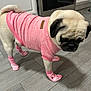 dog, pug, pink_sweater, pink_socks, pet_clothing, indoors, wooden_floor, kitchen, appliance, flooring, canine, pet, animal, cute, fashion, pet_accessory, standing, looking_down, clothing, sock