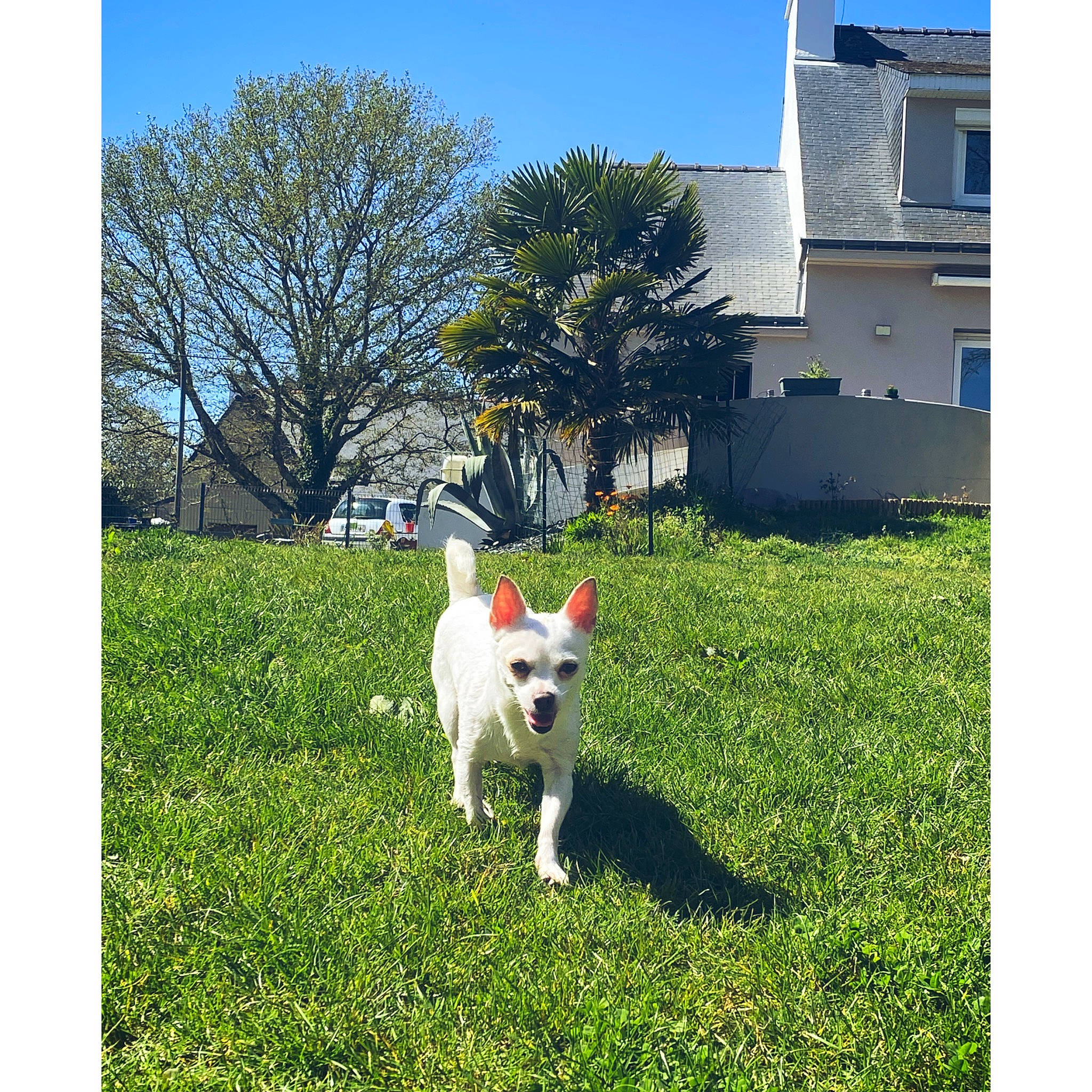 Elsa a rejoint le concours — aidez-le/la à gagner de superbes lots ! building, carnivore, companion_dog, dog, dog_breed, field, grass, grassland, house, landscape, lawn, pasture, plant, rectangle, shrub, sky, sporting_group, tree, window, working_animal