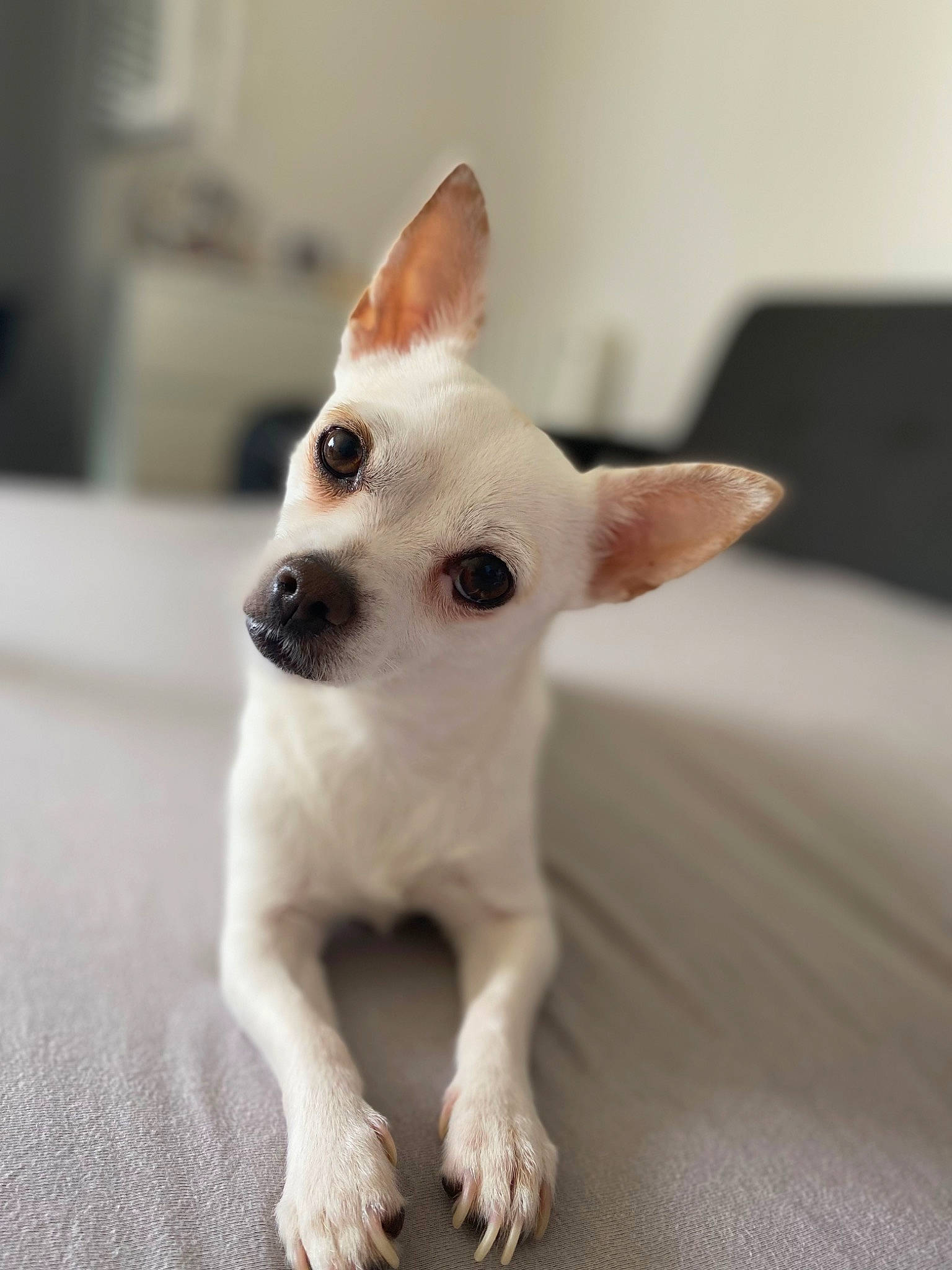 Elsa participe au concours pour gagner de l'argent avec cette photo : canidae, carmine, carnivore, companion_dog, corgi_chihuahua, dog, dog_breed, ear, eye, fawn, felidae, fur, non_sporting_group, snout, sporting_group, tail, terrestrial_animal, toy_dog, whiskers, working_animal