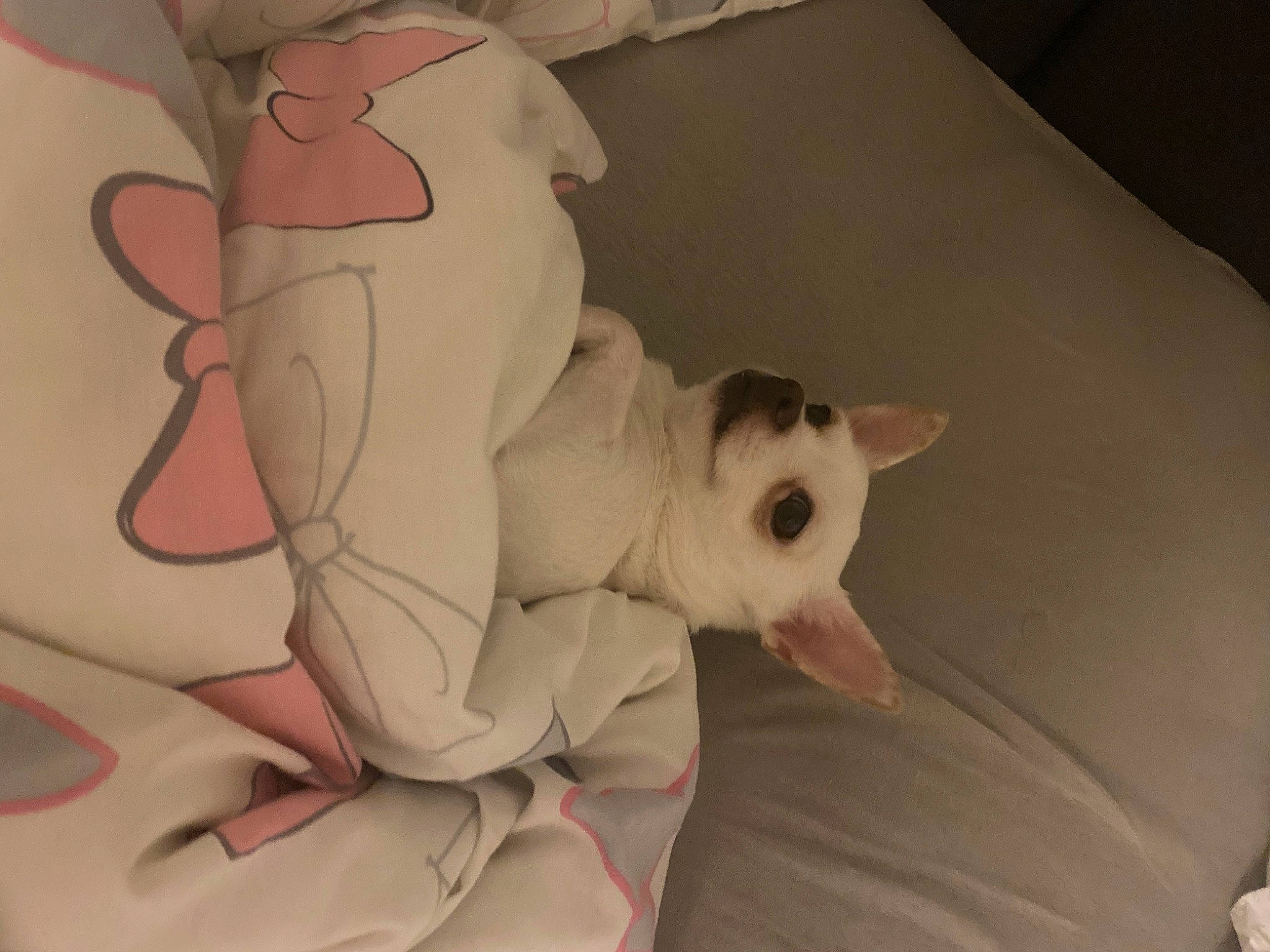 Elsa a rejoint le concours — aidez-le/la à gagner de superbes lots ! art, bed_sheet, bedding, carmine, carnivore, cat, comfort, companion_dog, fawn, felidae, fur, linens, pattern, paw, room, small_to_medium_sized_cats, stuffed_toy, tail, toy, whiskers