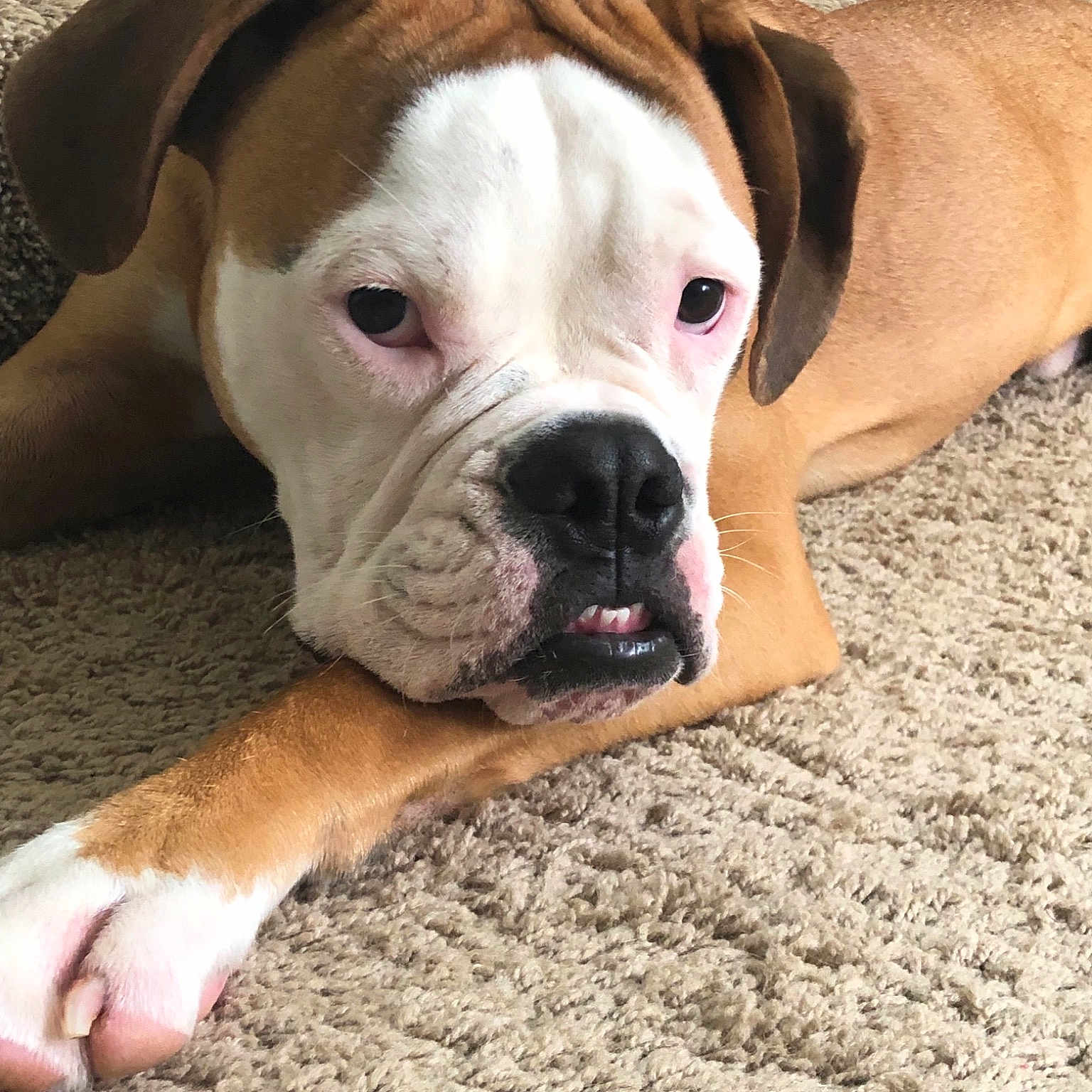 Luther is registered to the contest to win money with this photo: american_bulldog, australian_bulldog, boxer, bulldog, canidae, carnivore, companion_dog, dog, dog_breed, dorset_olde_tyme_bulldogge, fawn, mammal, molosser, non_sporting_group, old_english_bulldog, olde_english_bulldogge, snout, toy_bulldog, valley_bulldog, vertebrate