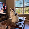 cat, fluffy_cat, long_hair, white_and_black, pet, animal, sitting, coffee_table, remote_control, living_room, television, window, sunlight, indoors, home, wood_floor, furniture, portrait, whiskers, tail