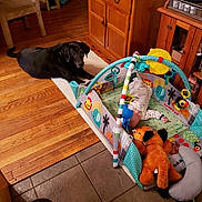 Hayden joined the competition — help win amazing prizes! canidae, carnivore, companion_dog, dog, dog_breed, floor, flooring, play, pointer, puppy, room, sporting_group