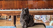 Gaspard participe au concours pour gagner de l'argent avec cette photo : animal, blue_rug, cat, cushion, feline, floor, fluffy_cat, grand_piano, gray_cat, home_decor, indoor, living_room, musical_instrument, pet, piano, piano_bench, quiet, seated, window_light, wooden_furniture