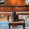 animal, blue_rug, cat, cushion, feline, floor, fluffy_cat, grand_piano, gray_cat, home_decor, indoor, living_room, musical_instrument, pet, piano, piano_bench, quiet, seated, window_light, wooden_furniture