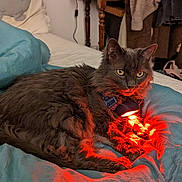 Gaspard participe au concours pour gagner de l'argent avec cette photo : animal, bed, blanket, blue_blanket, casual, cat, clothing, collar, cozy, domestic, fur, furniture, gray_cat, illumination, indoor, pet, red_light, resting, room, wooden_furniture