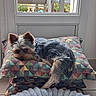 dog, yorkshire_terrier, small_dog, pet, animal, furry, long_hair, brown_fur, gray_fur, pointed_ears, lying_down, resting, cushion, pillow, patchwork, indoor, window, home, portrait, cute