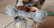 Aiko participe au concours pour gagner de l'argent avec cette photo : dog, yorkshire_terrier, small_dog, puppy, toy, plush_toy, bone, striped_toy, holding_toy, fluffy, long_hair, brown_fur, gray_fur, pointed_ears, large_eyes, standing, indoor, tile_floor, pet, portrait