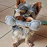 dog, yorkshire_terrier, small_dog, puppy, toy, plush_toy, bone, striped_toy, holding_toy, fluffy, long_hair, brown_fur, gray_fur, pointed_ears, large_eyes, standing, indoor, tile_floor, pet, portrait