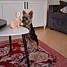 Aiko a rejoint le concours — aidez-le/la à gagner de superbes lots ! dog, puppy, small_dog, yorkshire_terrier, plush_toy, stuffed_bunny, rabbit_toy, nose_to_nose, standing, indoors, living_room, coffee_table, floral_rug, armchair, cabinet, furniture, pet, cute, playful, portrait