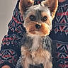 Aiko a rejoint le concours — aidez-le/la à gagner de superbes lots ! dog, yorkshire_terrier, small_dog, puppy, pet, animal, portrait, sitting, lap, fur, fluffy, ears, muzzle, groomed, indoors, person, sweater, patterned_clothing, closeup, companion_animal