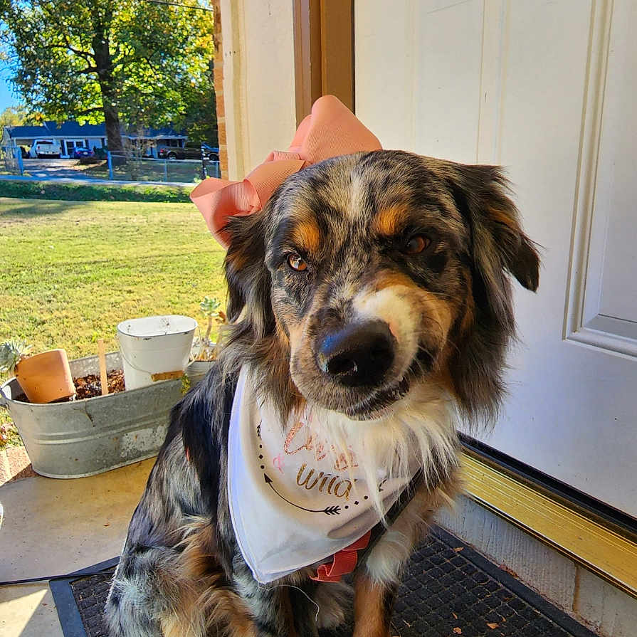 Aspen joined the competition — help win amazing prizes! accessories, animal, bodypart, canine, car, dog, door, finger, hand, hound, indoors, interiordesign, person, pet, puppy, strap, terrier, transportation, vehicle, wood