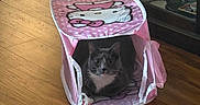 Leon joined the competition — help win amazing prizes! cat, kitten, gray_cat, white_chest, animal, pet, indoors, play_tent, pink, hello_kitty, wooden_floor, home, furniture, glass_cabinet, reflection, sitting, looking_at_camera, whiskers, ears, sunlight