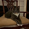 cat, gray_cat, white_chest, white_paws, pet, animal, portrait, sitting, lounging, indoors, chair, antique_furniture, ornate, wooden, cushion, tile_wall, looking_at_camera, whiskers, ears, front_paws