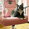 Leon joined the competition — help win amazing prizes! cat, tuxedo_cat, pet, animal, sitting, gaming_chair, pink_chair, indoor, home, room, curtains, wooden_floor, black_and_white, whiskers, ears, paws, fur, portrait, sunlight, furniture