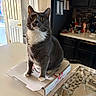 cat, gray_cat, white_chest, pet, animal, sitting, indoors, kitchen, pizza_box, cardboard, table, countertop, cabinets, refrigerator, door, whiskers, yellow_eyes, upright_ears, tail, portrait