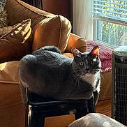 Leon is registered to the contest to win money with this photo: cat, gray_cat, white_chest, pet, animal, sitting, stool, chair, indoors, living_room, couch, window, sunlight, blinds, fan, cozy, home, portrait, whiskers, green_eyes
