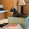 Leon joined the competition — help win amazing prizes! cat, gray_cat, white_chest, animal, pet, sitting, basket, fabric_basket, indoor, living_room, home, lamp, furniture, table, electronic_device, shelf, warm_lighting, orange_wall, shopping_bag, portrait