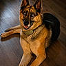 dog, german_shepherd, pet, animal, canine, smiling, lying_down, floor, wooden_floor, indoor, fur, ears, collar, happy, cute, mammal, friendly, domestic_animal, portrait, looking_up