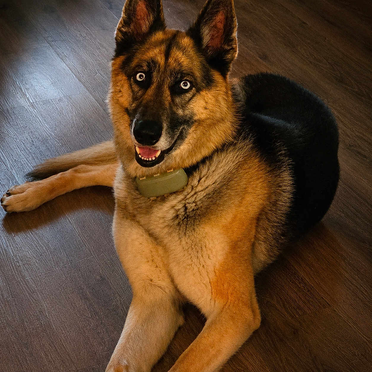 Maverick