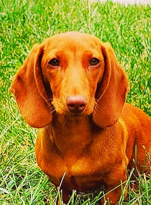 Peanut is registered to the contest to win money with this photo: canidae, carnivore, companion_dog, dachshund, dog, dog_breed, hound, hunting_dog, liver, mammal, pointing_breed, rare_breed_dog, snout, sporting_group, vertebrate, vizsla, westphalian_dachsbracke
