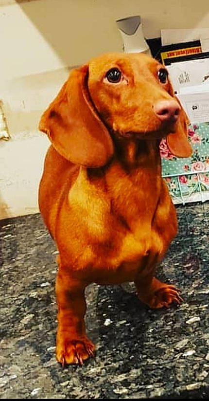 Peanut joined the competition — help win amazing prizes! canidae, caramel_color, carnivore, companion_dog, dachshund, dog, dog_breed, hound, liver, mammal, rare_breed_dog, snout, sporting_group, vertebrate, vizsla