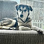 Cariad is registered to the contest to win money with this photo: animal, couch, daylight, dog, ears, face, fence, fur, gray, home, indoor, looking, paw, pet, rain, relaxed, resting, seated, texture, window
