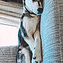 Cariad is registered to the contest to win money with this photo: animal, canine, comfort, couch, cozy, cute, dog, domestic, fur, furniture, home, husky, indoor, napping, paws, peaceful, pet, relaxed, resting, sleeping