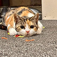 Ivy is registered to the contest to win money with this photo: animal, calico, carpet, cat, close_up, colorful, curious, cute, ears, eyes, feline, floor, indoor, lying_down, nose, paws, pet, playful, whiskers, yarn