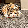 animal, calico, carpet, cat, close_up, colorful, curious, cute, ears, eyes, feline, floor, indoor, lying_down, nose, paws, pet, playful, whiskers, yarn