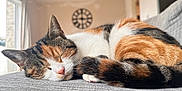 Ivy is registered to the contest to win money with this photo: animal, calico, cat, clock, closeup, couch, cozy, daylight, feline, fur, home, indoor, nose, pet, relaxing, resting, sleeping, soft_light, whiskers, window