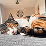 animal, calico, cat, clock, closeup, couch, cozy, daylight, feline, fur, home, indoor, nose, pet, relaxing, resting, sleeping, soft_light, whiskers, window