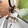 Ivy is registered to the contest to win money with this photo: animal, calico_cat, cat, closeup, curious, daylight, domestic_cat, feline, green_eyes, green_grass, house, indoor, looking_up, pet, pink_nose, whiskers, white_curtains, window, windowsill, wooden_floor