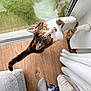Ivy joined the competition — help win amazing prizes! animal, calico_cat, cat, curiosity, curtains, door_frame, floral_pattern, glass_door, green_eyes, home, indoor, person, pet, reflection, skirt, socks, stretching, tail, whiskers, wooden_floor