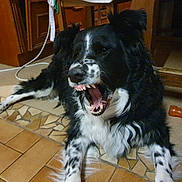 Bily a rejoint le concours — aidez-le/la à gagner de superbes lots ! animal, black_and_white, canine, dog, domestic, floor, fur, furniture, indoor, living_room, lying_down, mouth_open, paw, pet, playful, resting, spot_pattern, teeth, tile, wooden_cabinet