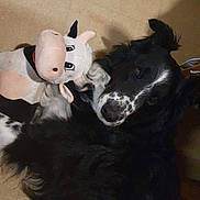 Bily participe au concours pour gagner de l'argent avec cette photo : dog, black_and_white, plush_toy, cow, floor, pet, animal, cuddling, cute, indoor, fur, looking_up, toy, companion, friendship, soft, playful, domestic, mammal, adorable