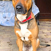 Chanel a rejoint le concours — aidez-le/la à gagner de superbes lots ! dog, pet, animal, sitting, brown, collar, ears, pavement, stone_wall, door, outdoor, canine, fur, portrait, looking_at_camera, domestic_animal, red_collar, alert, watchful, background