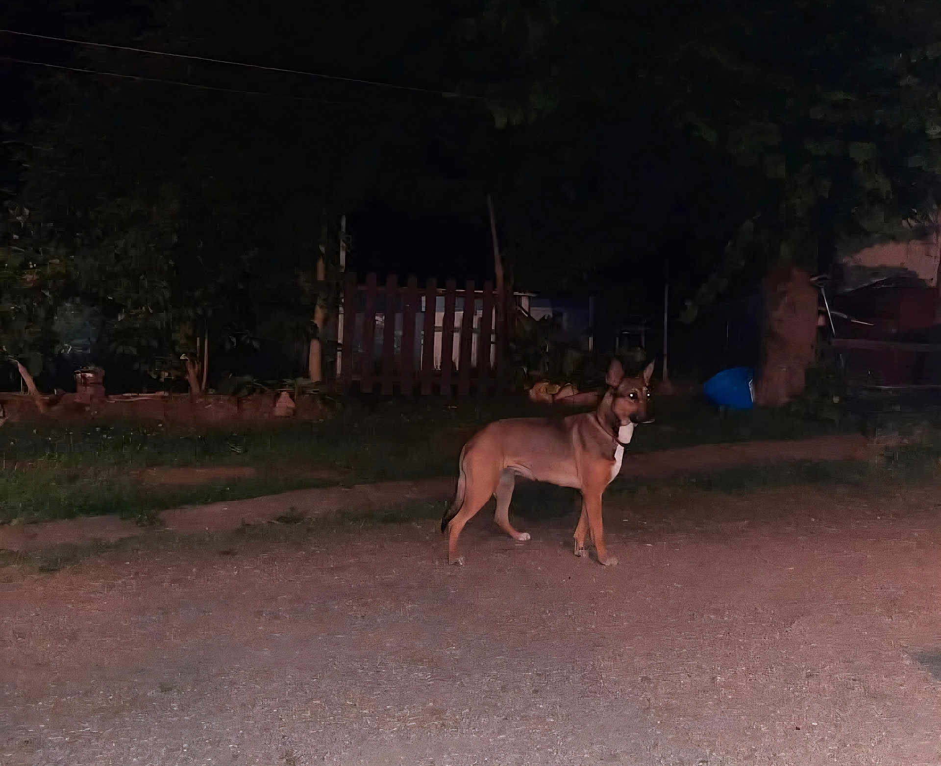 Chanel a rejoint le concours — aidez-le/la à gagner de superbes lots ! dog, animal, night, street, outdoor, canine, alone, quiet, dark, fence, tree, grass, alert, pet, walking, road, rural, nature, watchful, evening