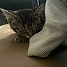Lolly Pop joined the competition — help win amazing prizes! cat, kitten, sleeping, tabby, animal, pet, cozy, nap, soft, sock, indoor, closeup, feline, cute, resting, whiskers, ears, paw, fur, quiet