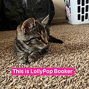 Lolly Pop is registered to the contest to win money with this photo: kitten, cat, tabby, pet, carpet, indoor, laundry_basket, feline, young_cat, cute, small, animal, domestic, fur, whiskers, ears, floor, resting, looking_away, text_overlay