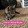kitten, cat, tabby, pet, carpet, indoor, laundry_basket, feline, young_cat, cute, small, animal, domestic, fur, whiskers, ears, floor, resting, looking_away, text_overlay