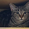 Lolly Pop is registered to the contest to win money with this photo: cat, tabby, animal, pet, feline, box, cozy, indoor, whiskers, ears, face, eyes, fur, cute, curious, resting, closeup, domestic, portrait, mammal